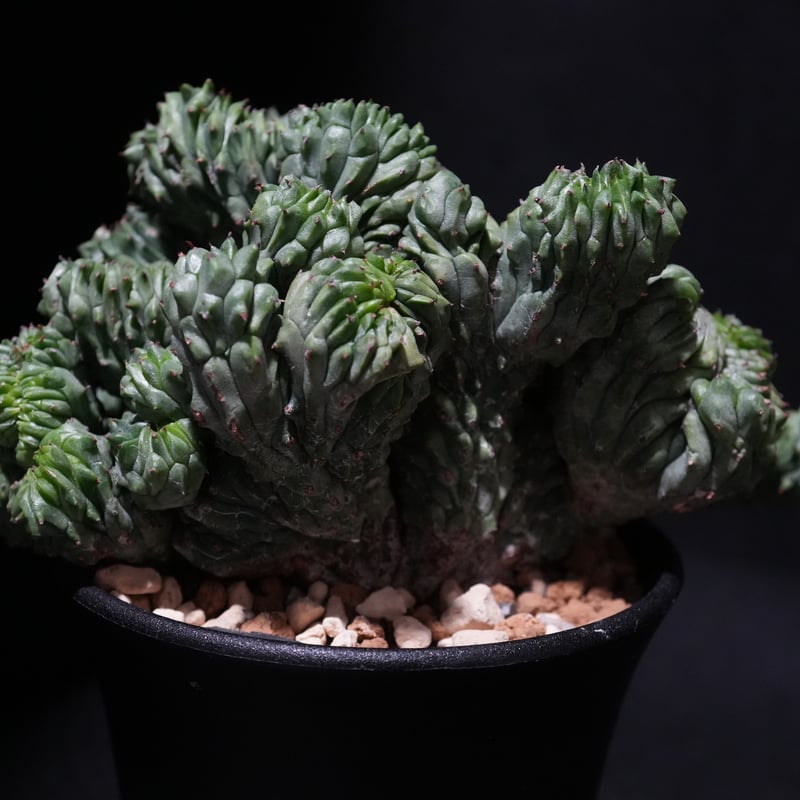 ユーフォルビア オベサ 綴化 | BizarrePlants Ueshin