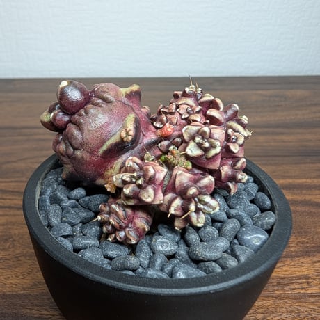 ギムノカリキウム デイドリーム モンストローサ R8-11