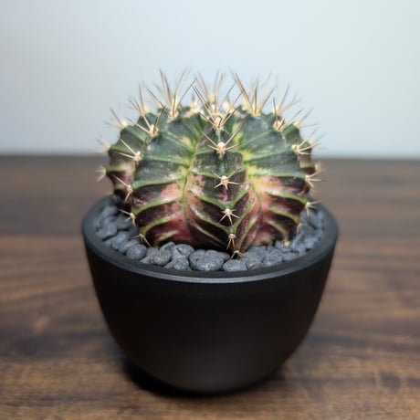 ギムノカリキウム　Mihanovichii　Hyb （31）