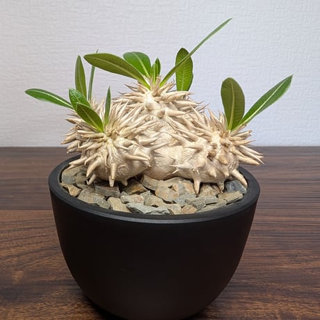 パキポディウム エブレネウム R85-26