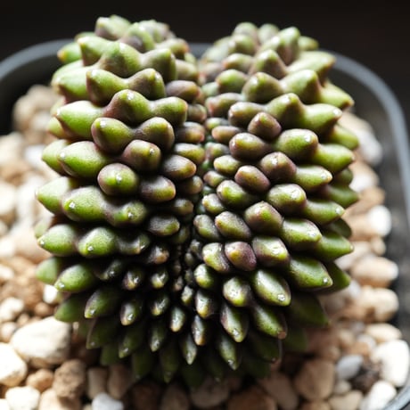 ギムノカリキウム　Mihanovichii　Crist　（42）