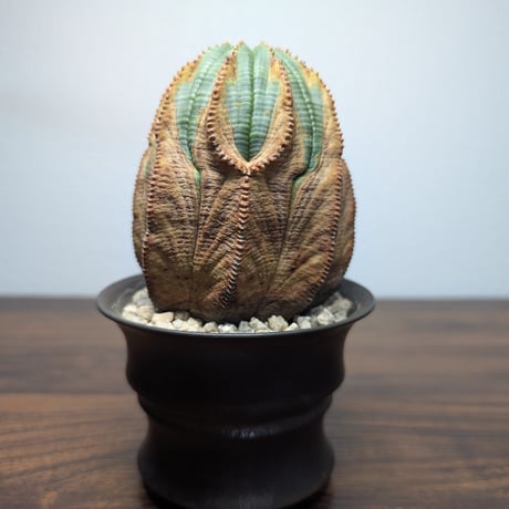 ユーフォルビア　オベサ