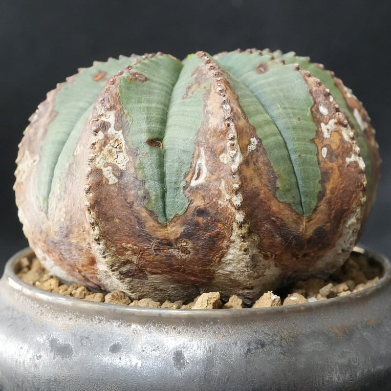 ユーフォルビア オベサ | BizarrePlants Ueshin