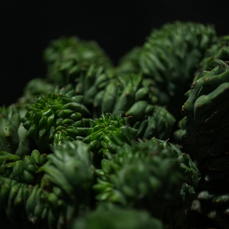 ユーフォルビア オベサ 綴化 | BizarrePlants Ueshin