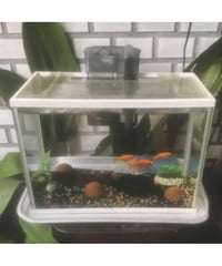 金魚 / 竹本ネコ