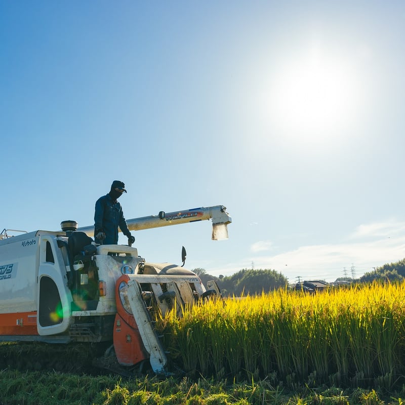 定期便 月1発送12回コース】令和7年度産 れんげちゃん【コシヒカリ