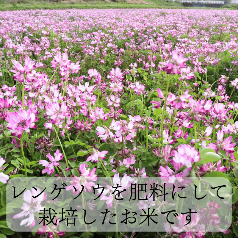 定期便 月1発送12回コース】令和7年度産 れんげちゃん【コシヒカリ 