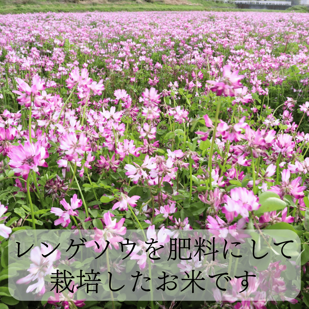 定期便 月1発送12回コース】令和7年度産 れんげちゃん【コシヒカリ 