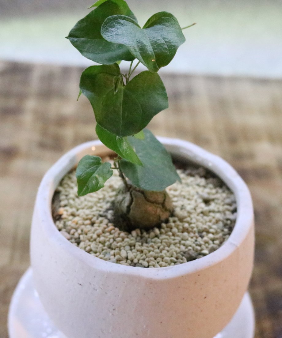 6763a66e8b0406029fd998d7