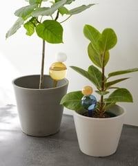 水のやり忘れを防いでくれる ガラスのディスペンサー