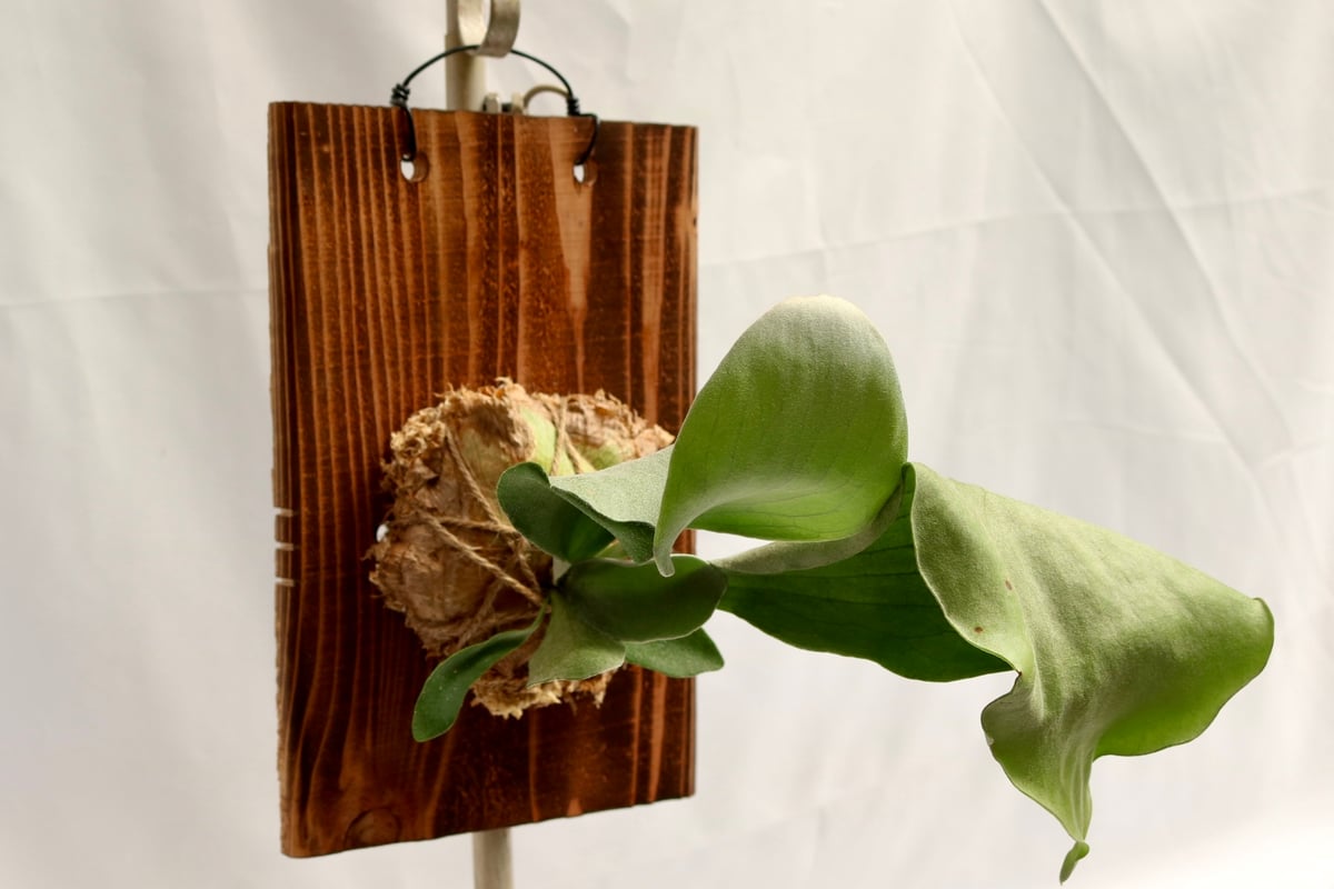 ビカクシダ 板付 ビカクシダ・ネザーランド(板付)① | NECCO NO MORI