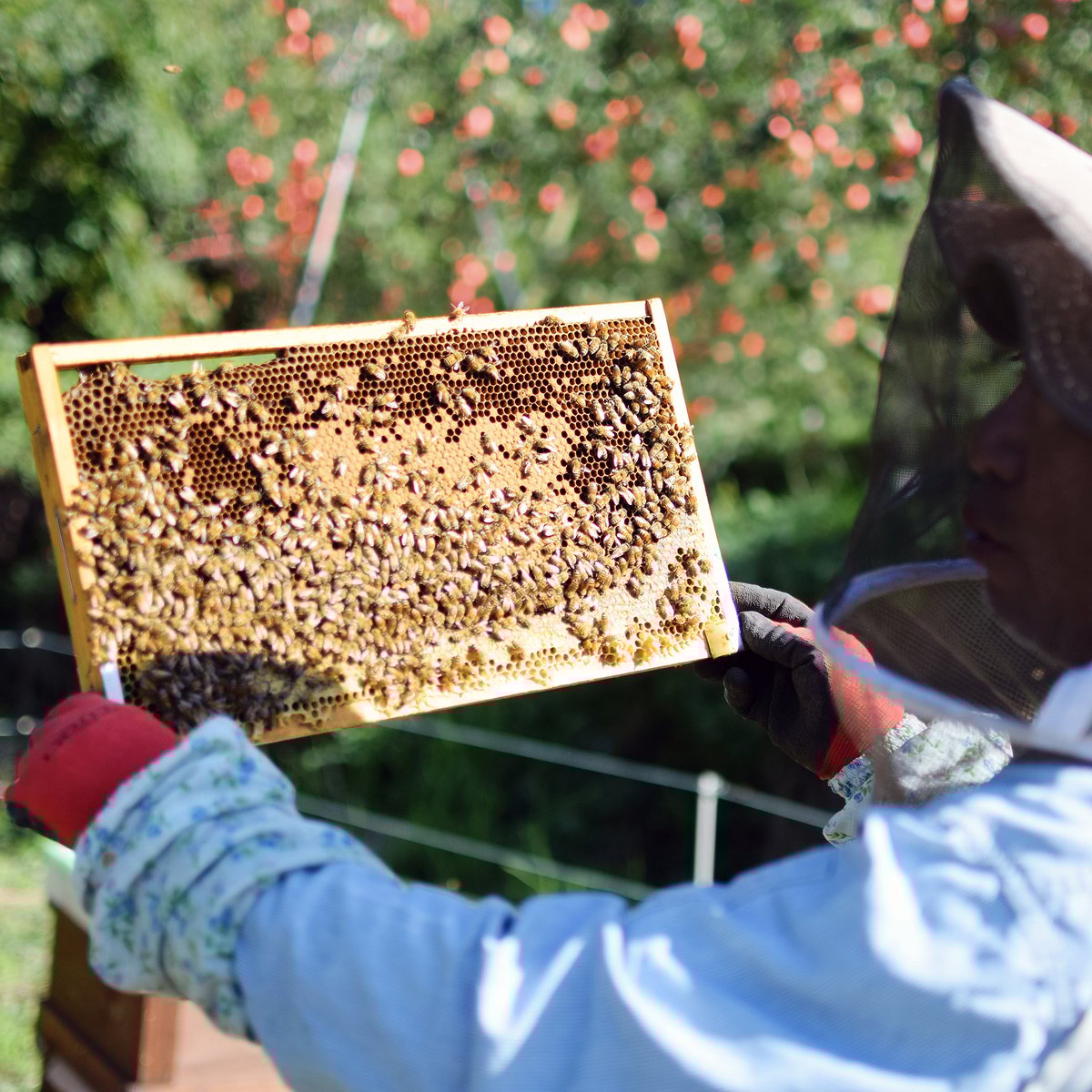 国産百花蜜【1200グラム2本】2025/5/23採蜜　非加熱生蜂蜜 楽天市場】国産 はちみつ 生産直売 百花蜂蜜 1200g【 純粋 非