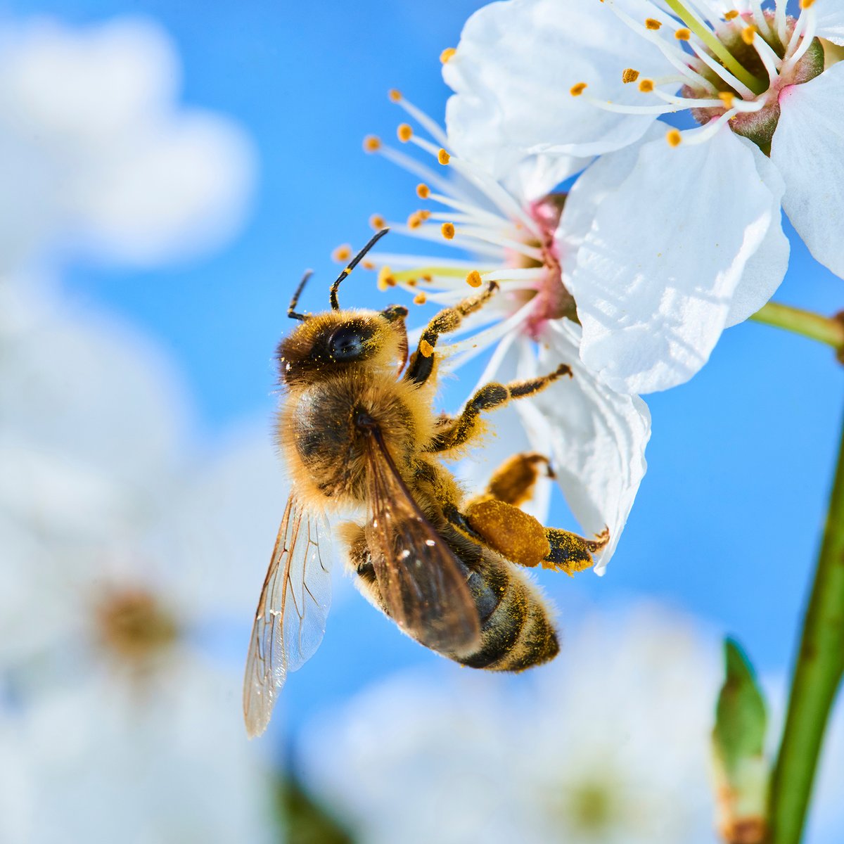 日本蜜蜂 蜂蜜 びわこ比良山麓 1200g （Beeワールドin日本 熊野
