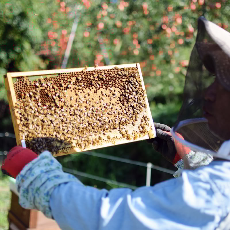 残り7キロ 早いもの勝ち 3キロ ぼだいじゅのはちみつ （リンデン蜂蜜）非加熱 35ef6dfeae9866e7099c3dd0a02cf0