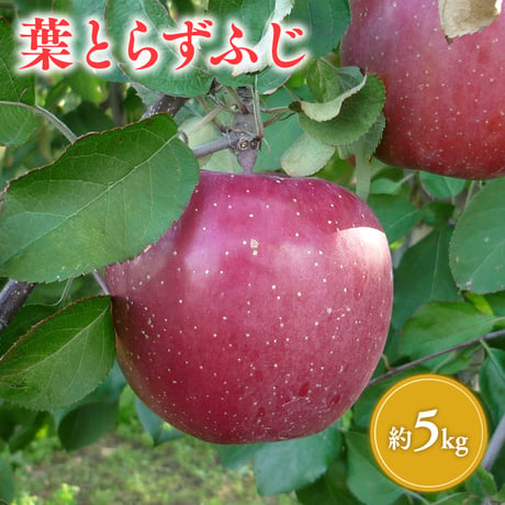 青森県産 葉とらずふじ 約5kg