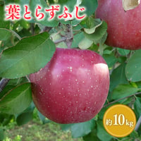 青森県産 葉とらずふじ 約10kg