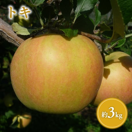 青森県産 トキ 約3kg