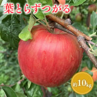 青森県産 葉とらずつがる 約10kg