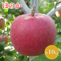 青森県産 ほのか 約10kg