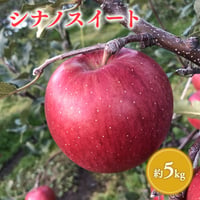 青森県産 シナノスイート 約5kg