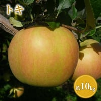 青森県産 トキ 約10kg