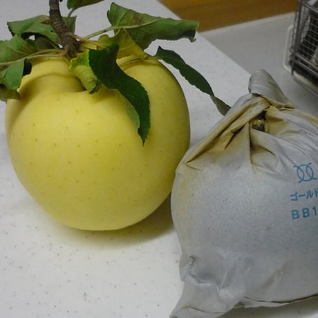 青森県産 金星 約5kg