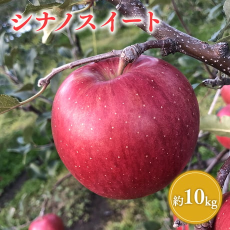 青森県産 シナノスイート 約10kg