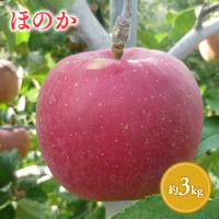 青森県産 ほのか 約3kg