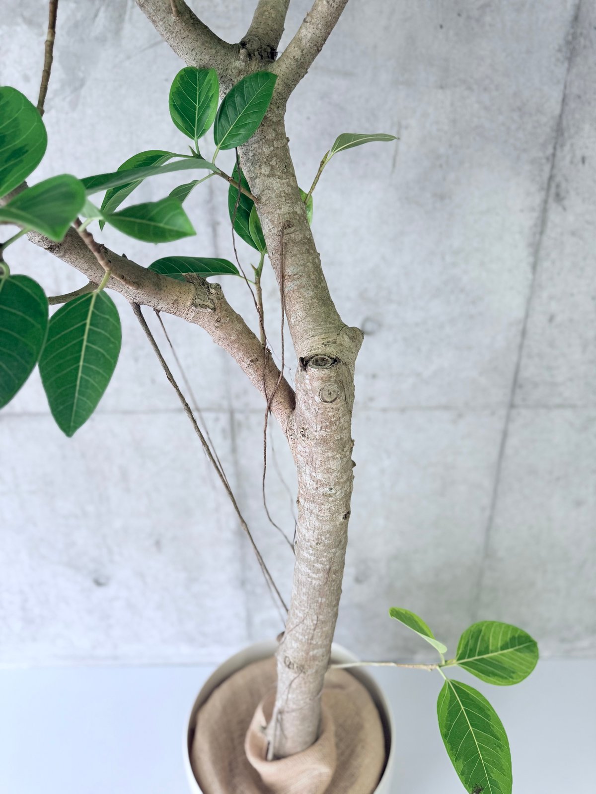 フィカス・アルテシマ】10号 | GREEN501GARDEN