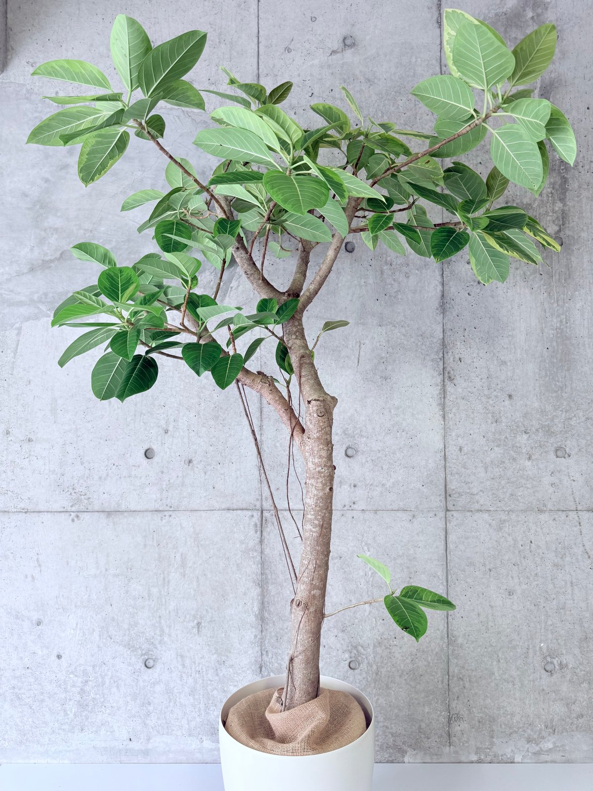 フィカス　アルテシマ　10 フィカス・アルテシマ】10号 | GREEN501GARDEN