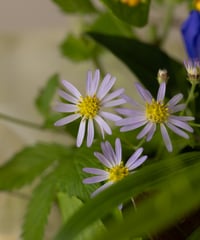 季節の野の花定期便Mサイズ-3回コース-