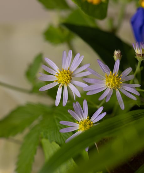 季節の野の花定期便Mサイズ-3回コース-