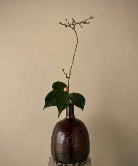 季節の野の花ーおまかせ便Mー