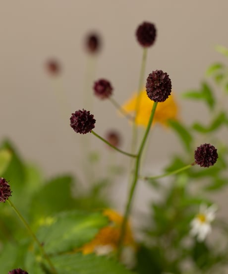 季節の野の花定期便Mサイズ-3回コース-