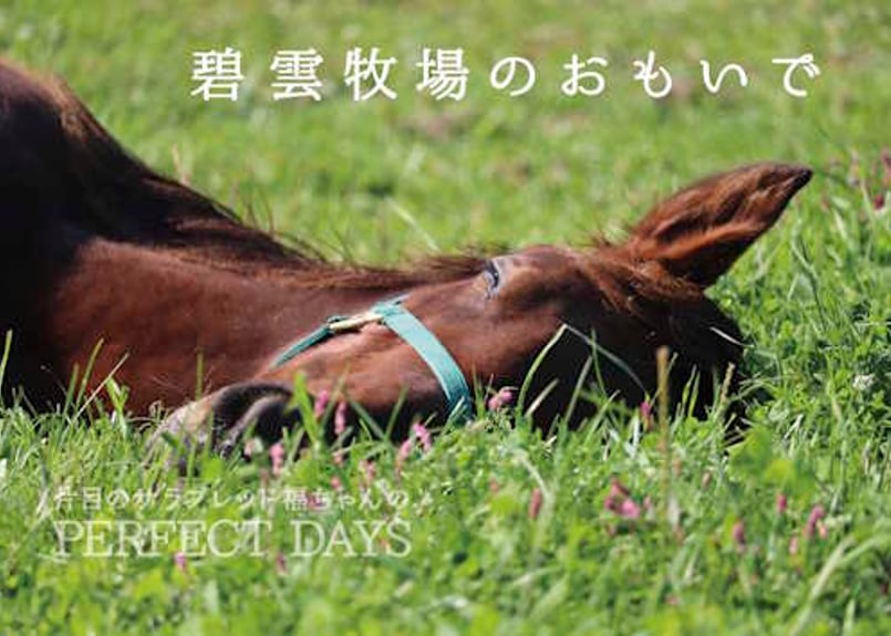 片目のサラブレッド福ちゃん