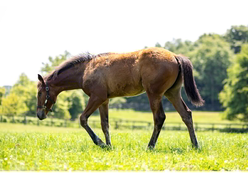 非売品　碧雲荘ポストカード　５枚 魅力的な街並み植物柄ポストカード5枚セット