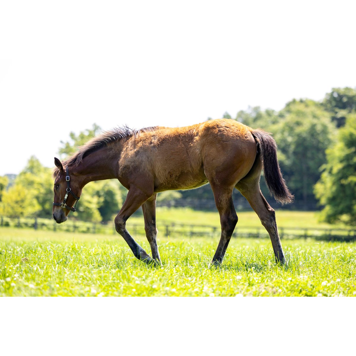 福ちゃんポストカード(5枚組） | 片目のサラブレッド福ちゃん