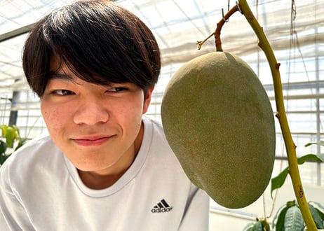 【三拍子揃ったキーツマンゴー:800g~1.2kg】色では判断できない、本物の味。