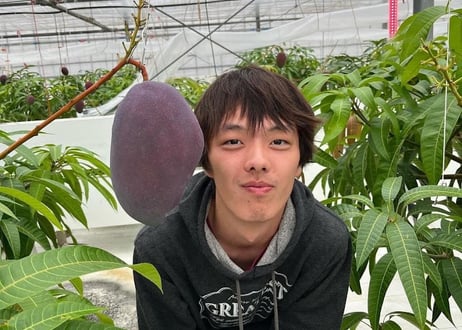 【自然界最高級糖度の玉文マンゴー:800g~1.2㎏】マンゴー通が最後に辿り着く、希少品種。