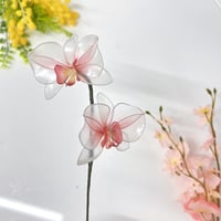 【単品販売】胡蝶蘭 1本 f3080