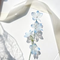 【単品販売】デルフォニウム　1本 f3078