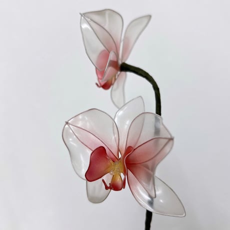 【単品販売】胡蝶蘭 1本 f3080