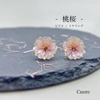 桃桜(スタッド) p1100