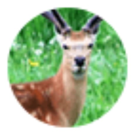ヘルシーな「ラム肉」と、 高タンパク低脂肪、栄養の詰まった「鹿肉」。  K9ラム＆ベニソン・フィースト　各種