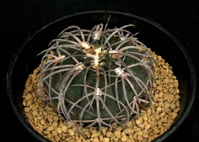 CA52.Gymnocalycium spegazzinii 黒刺猫爪天平丸 | 実生園【サボ