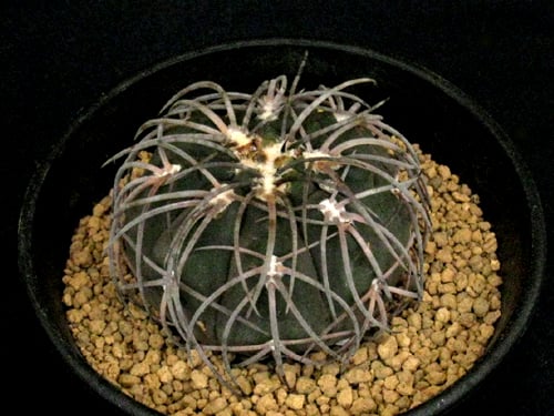 ◆黒刺猫爪天平丸◆【親株販売】実生苗　ギムノカリキウム　サボテン販売 CA52.Gymnocalycium spegazzinii 黒刺猫爪天平丸 | 実生園【サボ