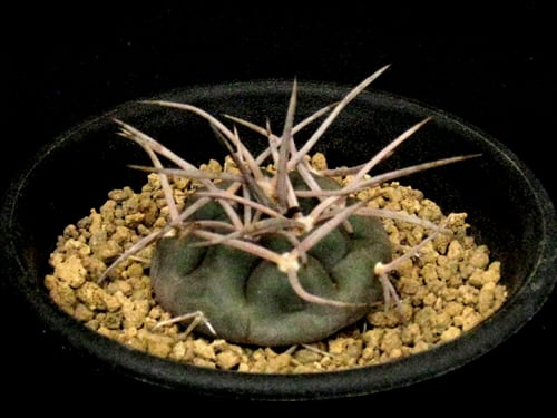 CA50.Gymnocalycium mazanense 守金魔天竜 | 実生園【サボテン・多