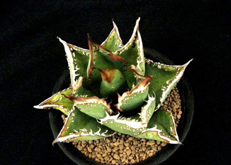 SU58.Agave titanota 麻花龍（マカロン） アガベ・チタノタ | 実生園