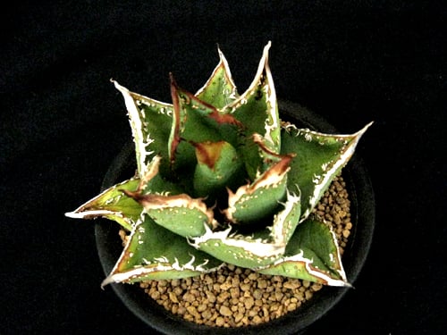 アガベ　チタノタ　麻花龍 マカロン SU58.Agave titanota 麻花龍（マカロン） アガベ・チタノタ | 実生園
