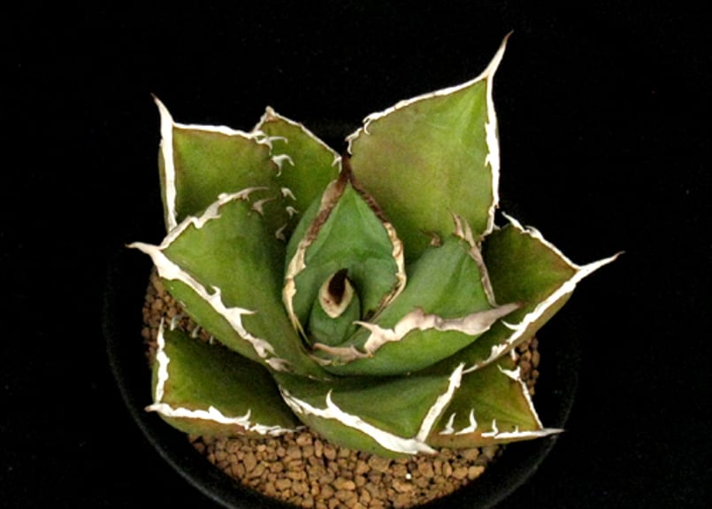 SU38.Agave titanota シャークソード（鯊魚劍） アガベ・チタノタ